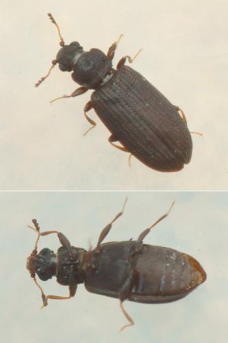 Réf. 221 370 : Enicmus brevicornis